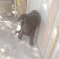 سگ بازیگوش|سگ|یزد, |دیوار