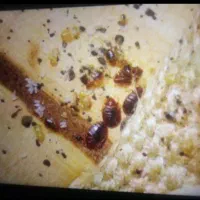 سم پاشی منازل شما با نازل ترین قیمت