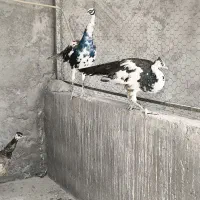 طاووس مصری هندی ابلغ و ویولت|پرنده|سیرجان, |دیوار