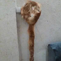 کلاه مردانه