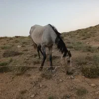 مادیان و کره