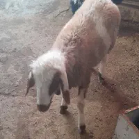 بره ماده سالم و سرحال