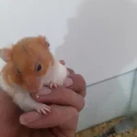 همستر|موش و خرگوش|رفسنجان, |دیوار