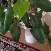 گل‌های شاداب