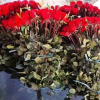 زر گل|گل و گیاه طبیعی|شیراز, درکی|دیوار