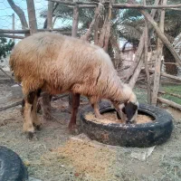 میش داشتی|حیوانات مزرعه|حاجی آباد, |دیوار