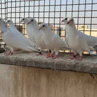 فروش تعدادی جوجه پتی واله پاکستانی