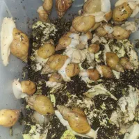 فروش حلزون اچاتینا|خزنده|فولادشهر, مسکن مهر فولادشهر|دیوار