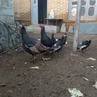 بوقلمون|حیوانات مزرعه|سلماس, |دیوار