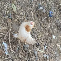 مرغ خروس مینیاتوری|حیوانات مزرعه|ملکان, |دیوار