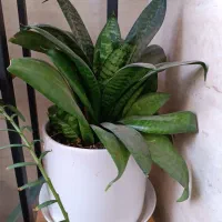 گل آپارتمانی و تزیینی|گل و گیاه طبیعی|مشهد, جاهد شهر|دیوار