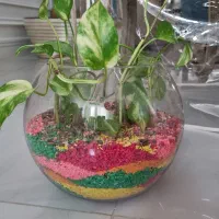 انواع گل ها|گل و گیاه طبیعی|مشهد, هنرستان|دیوار