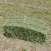 علف تازه سایز بزرگ یونجه خالص
