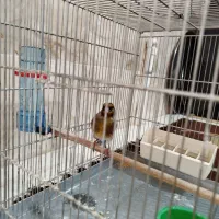 سهره قناری دهن لر|پرنده|شهریار, شهرک بهاران (ویره)|دیوار