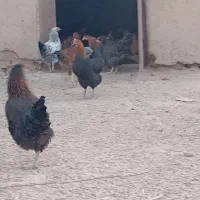 فروش خروس و وار|حیوانات مزرعه|خنداب, |دیوار