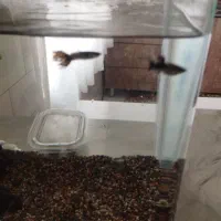 یک جفت گوپی