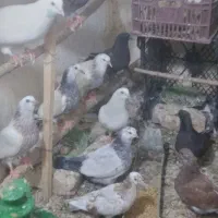 چند جفت کفتر کپکی فروشی بضمانت