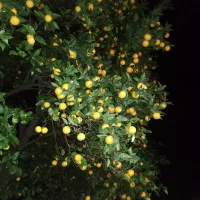 پرتقال محلی شیرین آب دار|حراج|اسالم, |دیوار