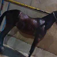 اسب عرب