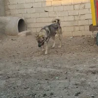 سکبسیارخوبکلهداری