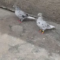 طوقی