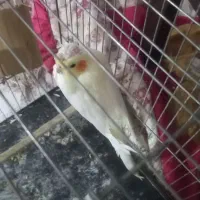 عروس هلندی|پرنده|نرماشیر, |دیوار