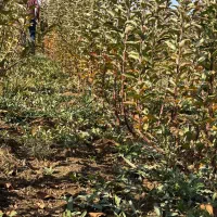 نهال سیب پایه مالینگ M7 (Malling M7)|خدمات باغبانی و درختکاری|پیرانشهر, |دیوار