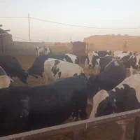 گوساله گاو
