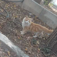 گربه خونگی خیلی خوشگل و ملوس|گربه|خوی, |دیوار