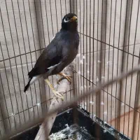 مرغ مینا سخنگو