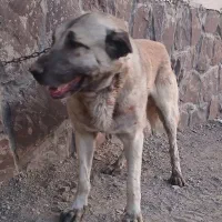 سگ نگهبان|سگ|بومهن, |دیوار