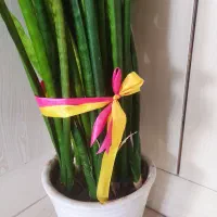 گل سانسوریا همراه با گلدان