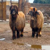 جفت میش اصیل بختیاری|حیوانات مزرعه|گتوند, |دیوار