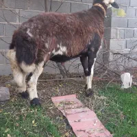 قوچ بروجردی اصل