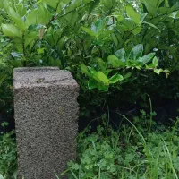 فروش یاس هلندی و پالم واشنگتن|گل و گیاه طبیعی|کلاچای, |دیوار