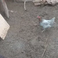 مرغ تخم گذار|حیوانات مزرعه|آبادان, |دیوار