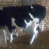 گاو تلیسه ۴ماه آبستن