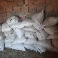 گندم درجه یک|خوردنی و آشامیدنی|اندیکا, |دیوار