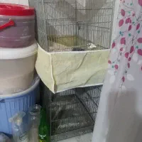 قفس گنجه