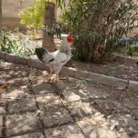 ۲ عدد خروس سالم