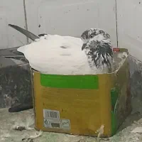 کبوتر اس ...|پرنده|گمیشان, |دیوار