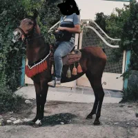 مادیان اصیل کرد