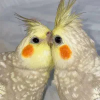 یک جفت عروس هلندی نر و ماده