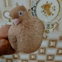 ابادانی زرد