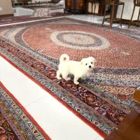 سگ خانگی شیتزو پامرانیان(دونژاده)