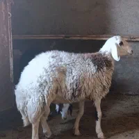 بره نره قوچی