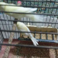 پرنده|پرنده|صحنه, |دیوار