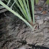 پاجوش نخل برحی|گل و گیاه طبیعی|شادگان, |دیوار