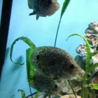 ماهی گورامی برگی(پلنگی)