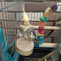 عروس هلندی جفت|پرنده|محمدیه-قزوین, |دیوار